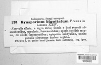 Synsporium biguttatum image